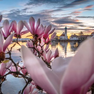Dieses wunderschöne Foto wurde direkt bei uns in Wasserburg aufgenommen. 🌸 Wie schön, wenn im Frühjahr wieder die Magnolien blühen!
#bodensee_de #bodensee #ausflugsziele #wasserburg #bodenseetourismus #bodenseeliebe #hotel #kurztrip #relax #flowerlovers #magnolien